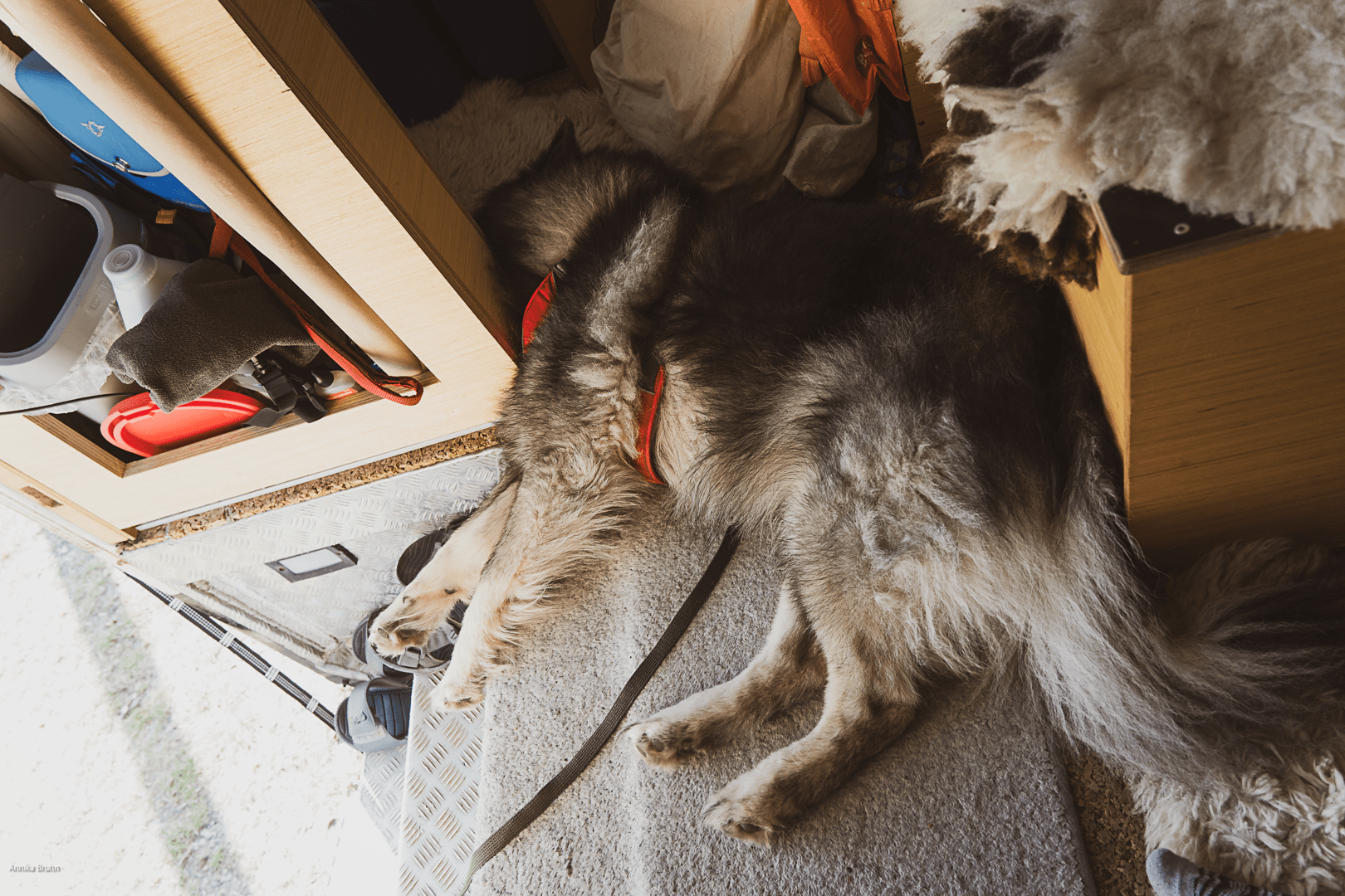 Q findet so schlafen anscheint gemütlich!